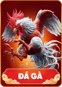 đá gà